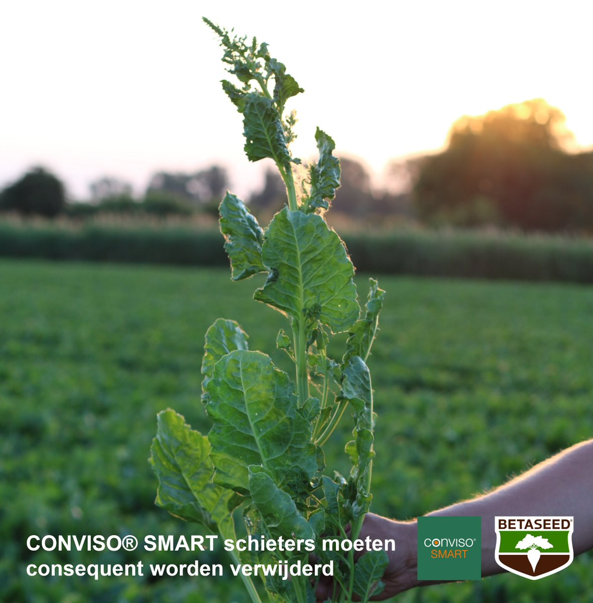 Verwijder de schieters uit Conviso Smart rassen zorgvuldig! De nakomelingen hebben ook de resistentie-functie en kunnen in een latere teelt niet meer worden aangepakt met middelen op basis van ALS.