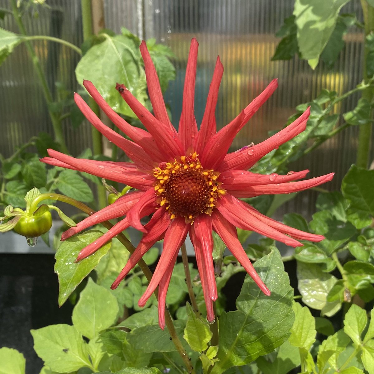 My first dahlia grown from seed. #gardeningtwitter
