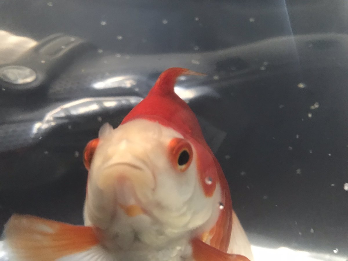 1hibiki's tweet photo. 久しぶりのお持ち帰りです😊

#金魚の吉田 https://t.co/bdYPbghsMi