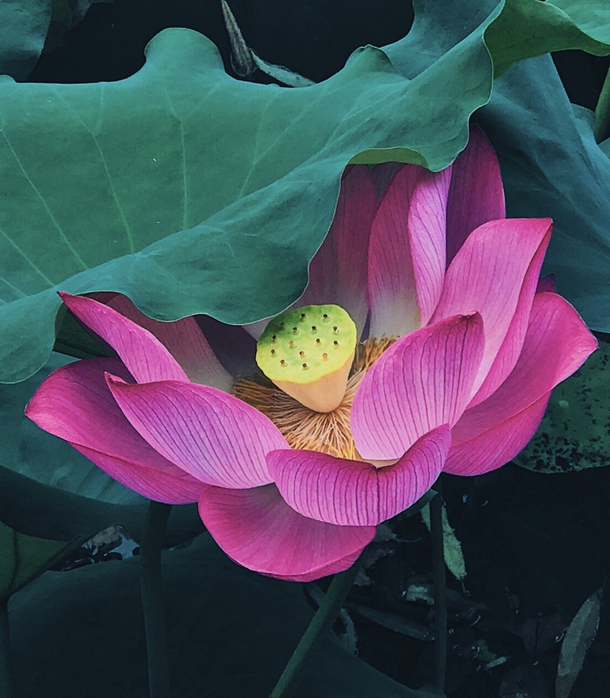 visit_wuhan's tweet photo. On the campus pond, there's a stunning lotus flower in full bloom. Its seedpod is plump and stands tall at the center of the flower. The lotus petals resemble red chiffon skirts fluttering in the breeze, creating a dreamy place for students of Hubei University of Economics (湖北经济学院).
#lotusflower #hansurprise #welcometowuhan #thrivingwuhan #hereiswuhan
