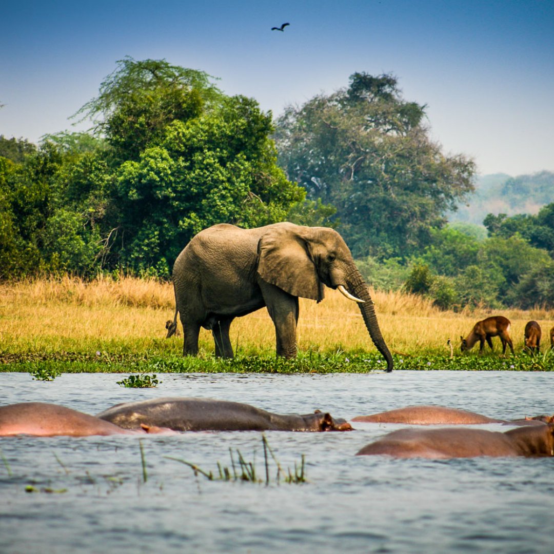 Wildlife Safaris in Murchison Falls bring about different authentic adventures that bring visitors closer to wildlife in their natural habitats. 

Visit us @ gorillatrips.net/uganda-tours-a…

Call: +256-775-564060
info@gorillatrips.net

#uganda #murchison #murchisonfalls