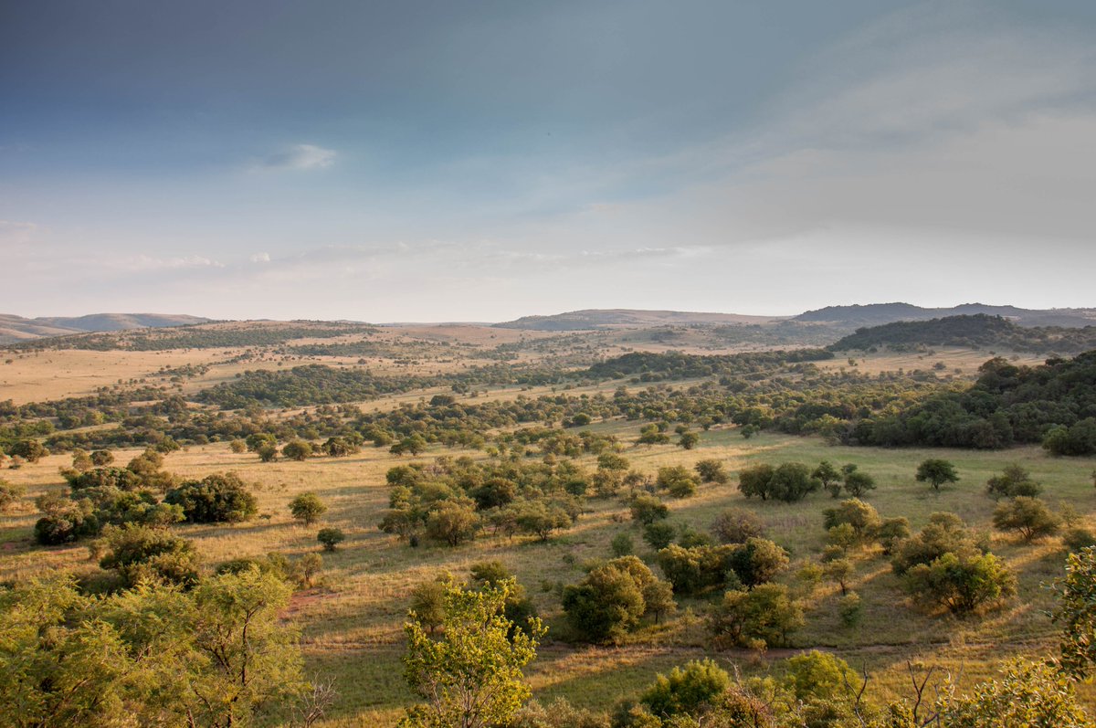 We've had another late cancellation, so Swempie Luxury Tent is available for this coming weekend!

Book it now at bsorah.com or email us at info@bsorah.com, to enjoy a bush getaway with privacy and beautiful views.

#Harties #Magalies #Glamping #nature #getaway