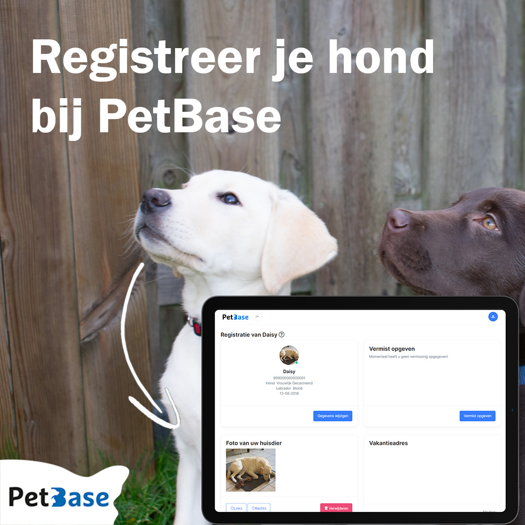 PetBase's tweet image. Registreer je hond bij PetBase! Beheer moeiteloos alle gegevens en meld een vermissing. Gratis aanpassingen en belangrijke documenten beschikbaar. 

Registreer je hond nu op petbase.eu/huisdier-regis…

#honden #huisdieren #dieren