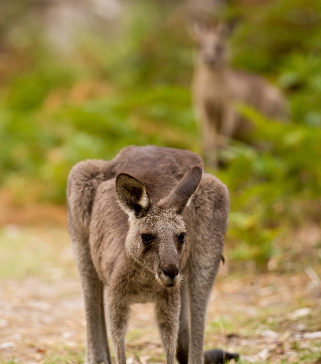 What do you call two kangaroos living together? Roo-mates 👀🦘 #MacropodMonday is back at Booderee National Park! ✨. Captured some of your own images/videos 📸📽️ around Booderee? Drop them in the comments or use the #MacropodMonday to share with us. 📸 Credit: Jon Harris