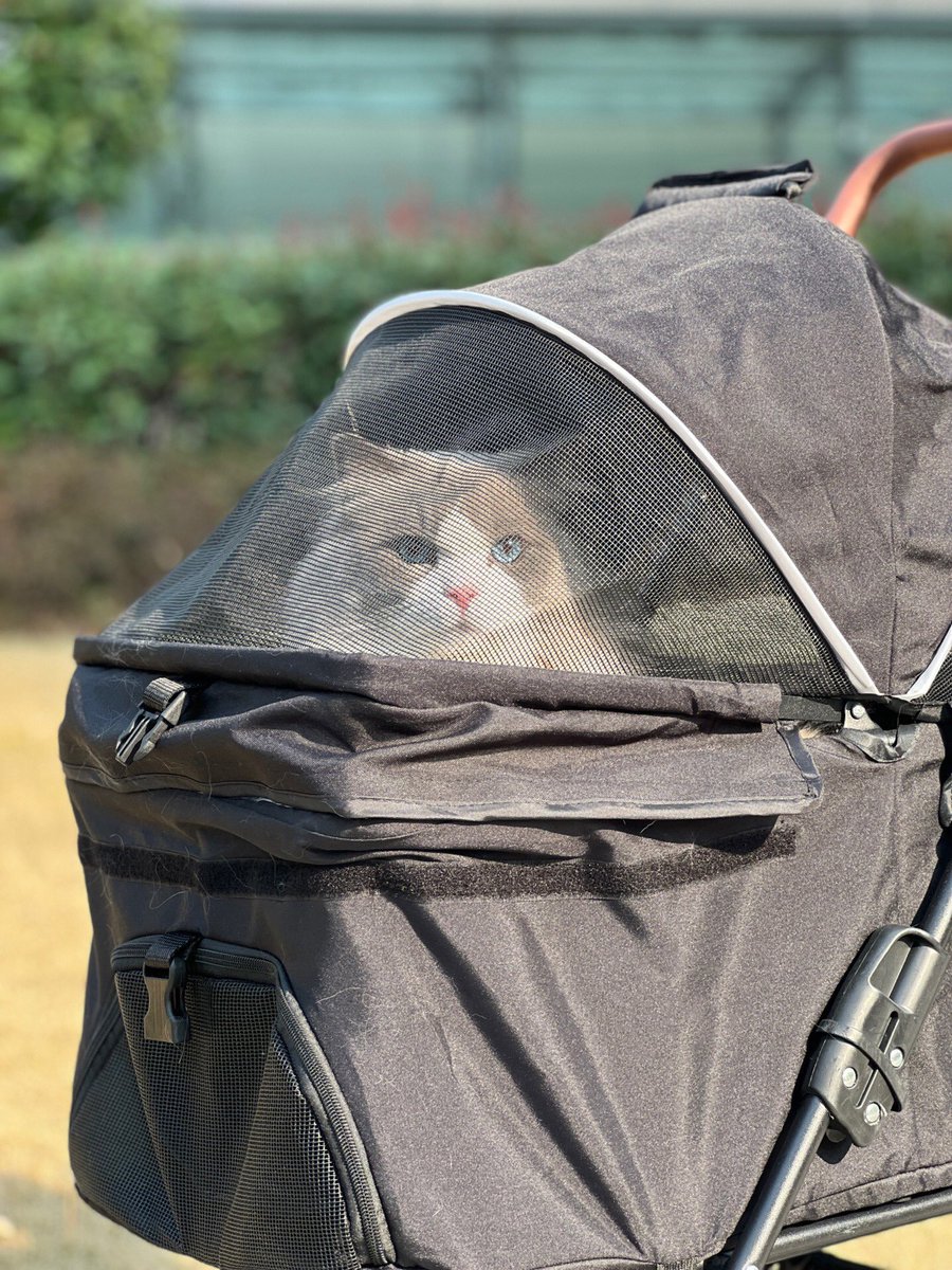 PETSPETSCS's tweet photo. Curious
💗
Create memories with your furry friend! 🐾

· Pet Stroller For Small Medium Dogs Cat ·
🐶 SHOP NOW 🐱 LINK IN MY BIO ⬆️ Shiping ✈️🚢🌍

#petspets #petstroller #pet #cat #kitty #travel #trip #bag #landscape https://t.co/CBlajW4i6Q