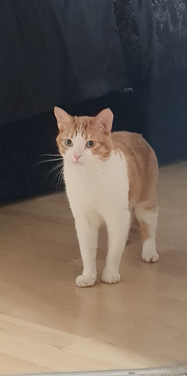 tekiflare's tweet photo. @OtachanShow Oh great, you summoned him. https://t.co/Kbw3rYf9m4