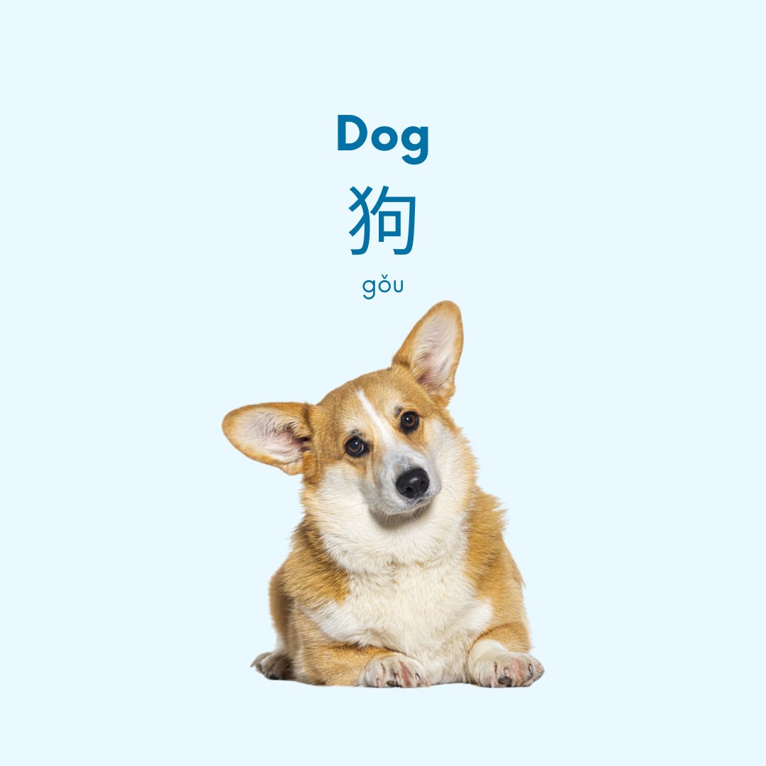 Mandarin_Matrix's tweet image. 🚨 Important Language Post 🚨  

Have you ever wondered about the difference between the radical 犬 (quǎn) and 犭(quǎn) as they are both pronounced the same but look different? 🐩  

More in the comments below 👇🏼

#MandarinMatrix #ChineseVocabulary #ChineseLessons