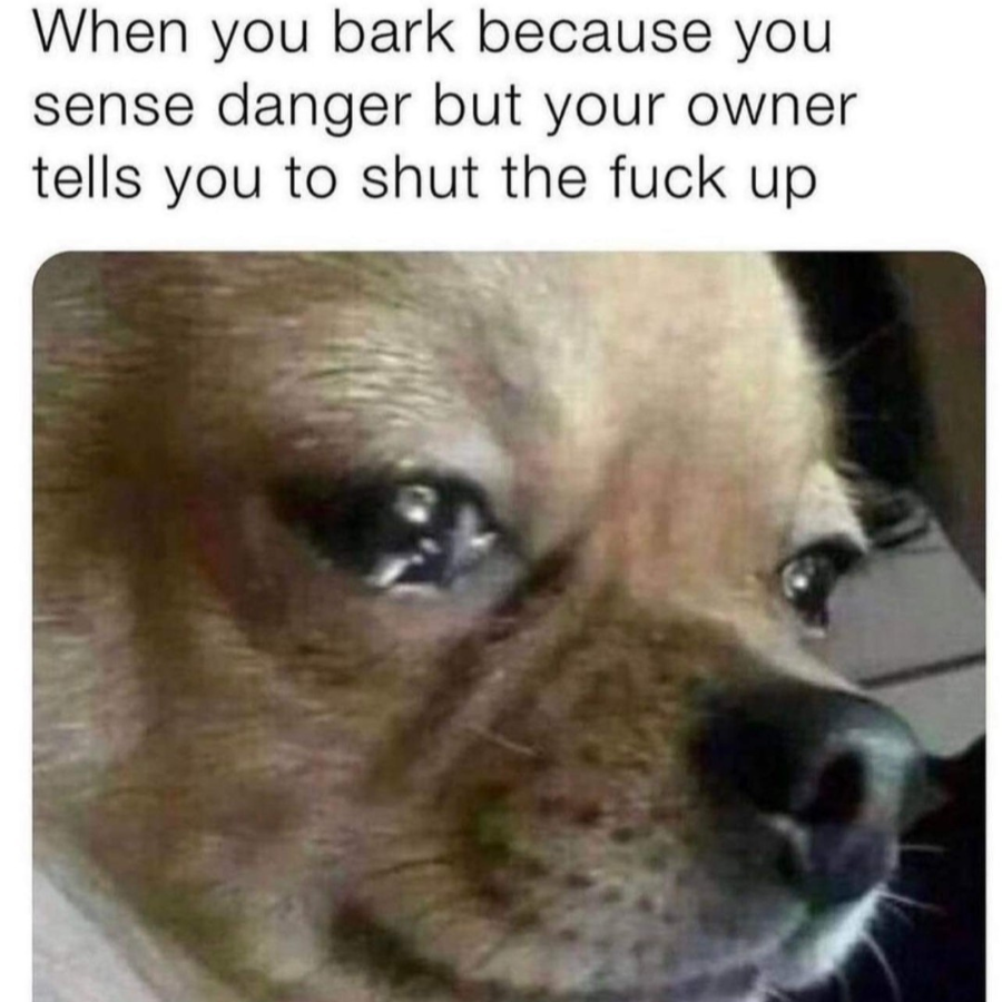 Pawsionate tweet media