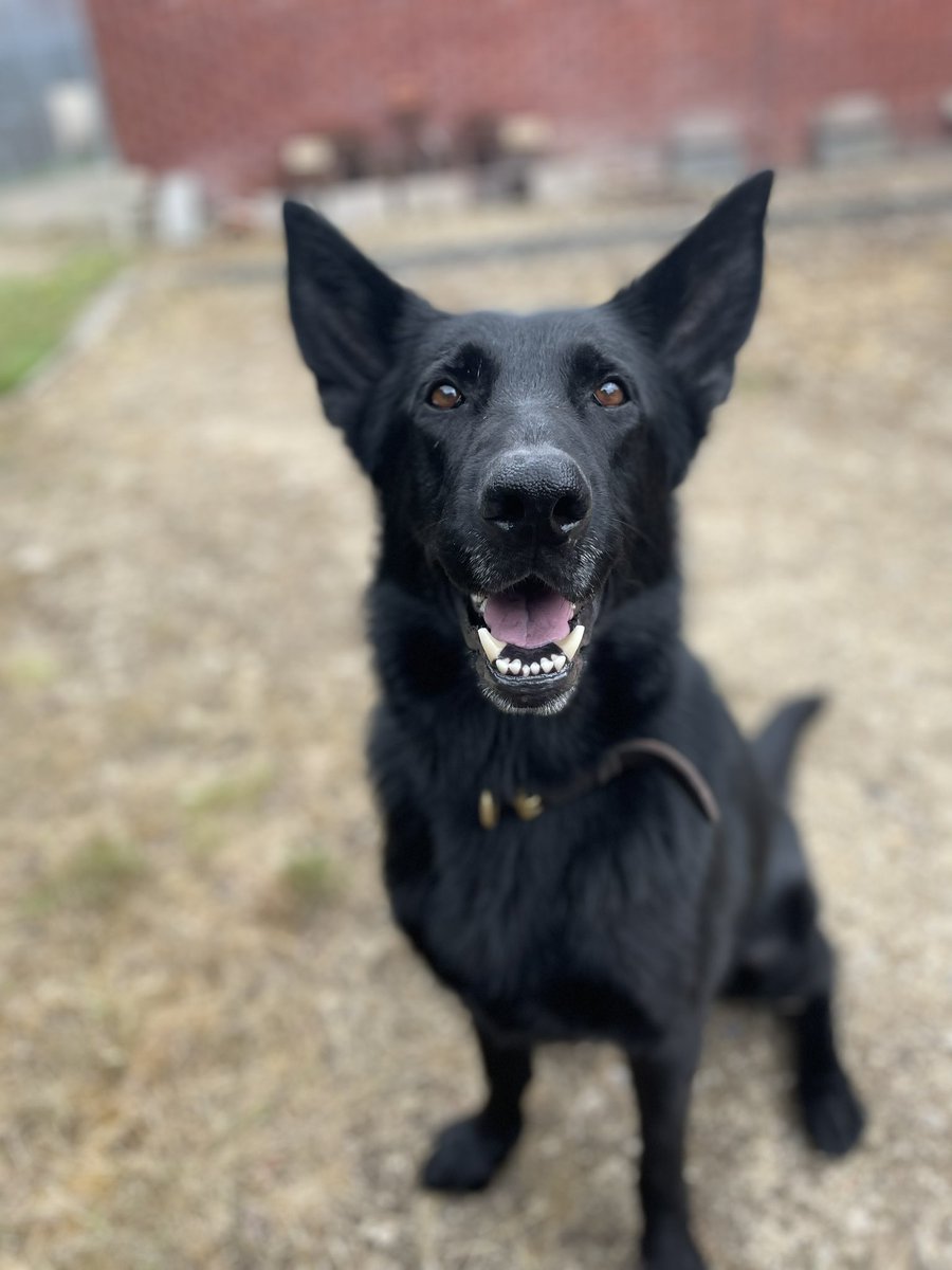 ForceWearHQ's tweet image. Well Done PD Darla! 🐾
PD Darla was tasked to attend a report of a theft in progress, she put her nose to the ground and tracked the suspect who was attempting to hide from Police. 🚓

#policedog #policeupdates #forcewearhq #militaryhumour #britishveterans