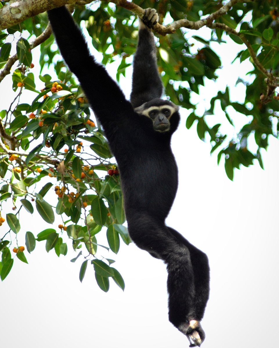 We know the weekend is over, but HANG in there!! 💪🏼

Gibbons have specialized shoulder and wrist joints with hook-like hands that allow them to swing gracefully in the treetops! 🌳

Pictured here is a male pileated gibbon (Hylobates pileatus). 
(1/2)