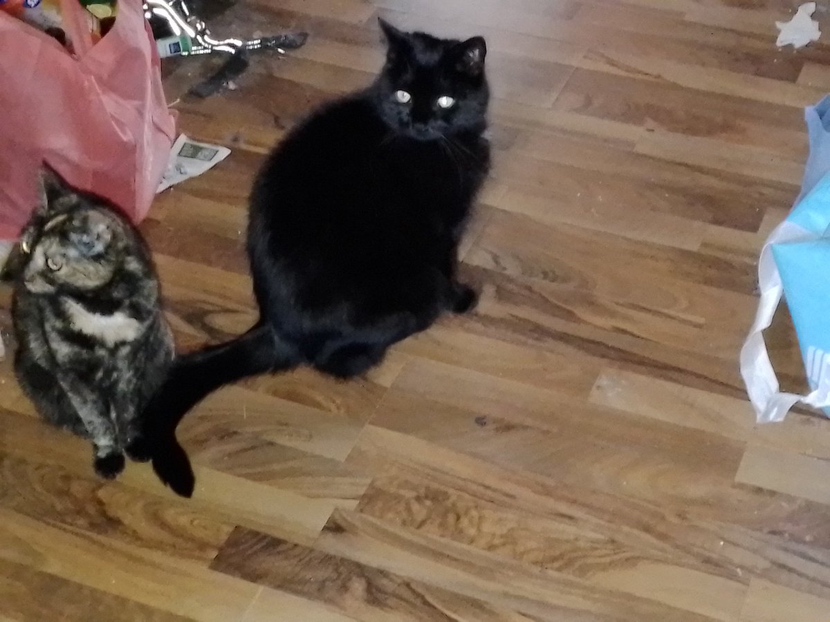 SarahTheCat_'s tweet photo. @ShouldHaveCat https://t.co/636ujMLO7t
