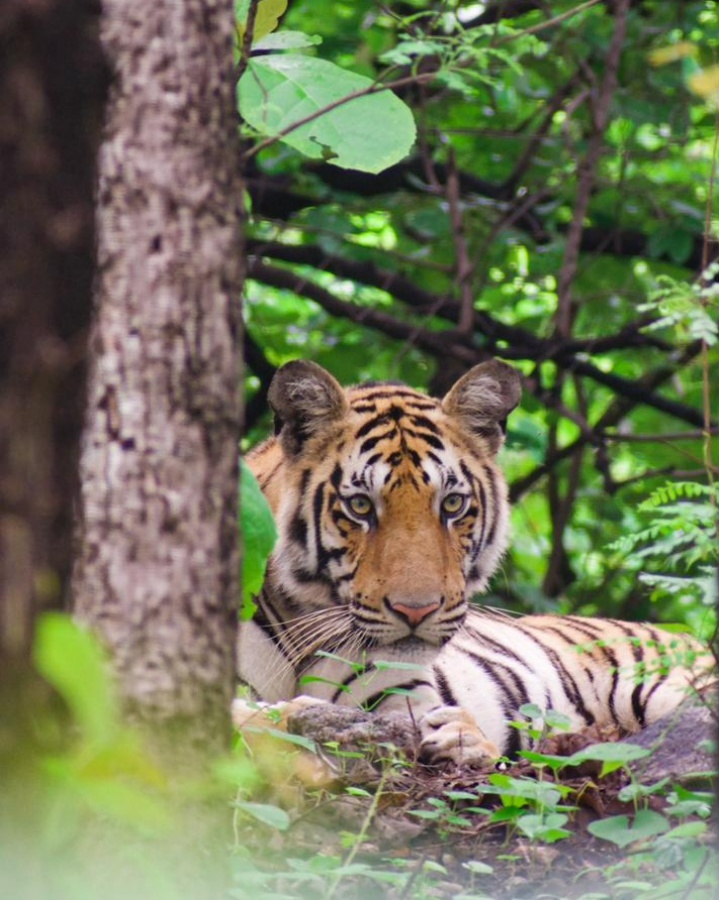An incredible tiger sighting was witnessed during today's morning safari in the Teliya buffer of Pench National Park.

Image: @sachinphotography

Visit: junglecampsindia.com

#PenchNationalPark #RoarOfTheWildPench #JungleThrillsPench #WildlifeSafariPench  #PenchTigerReserve