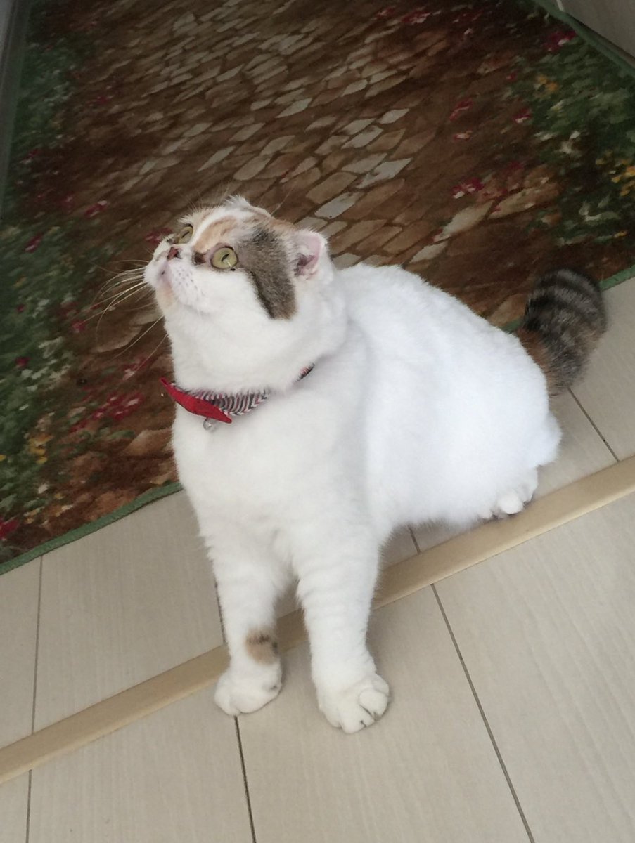 funapetsit's tweet photo. ツクヨミちゃん　Ms.Tsukuyomi
#ねこのいる幸せ #猫好き #猫好きさんと繋がりたい #スコティッシュフォールド #船橋ペットシッターズ
#Cat #catsofinstagram #catlover #scottishfold #chat #funabashipetsitters https://t.co/7yG3LiwCbH