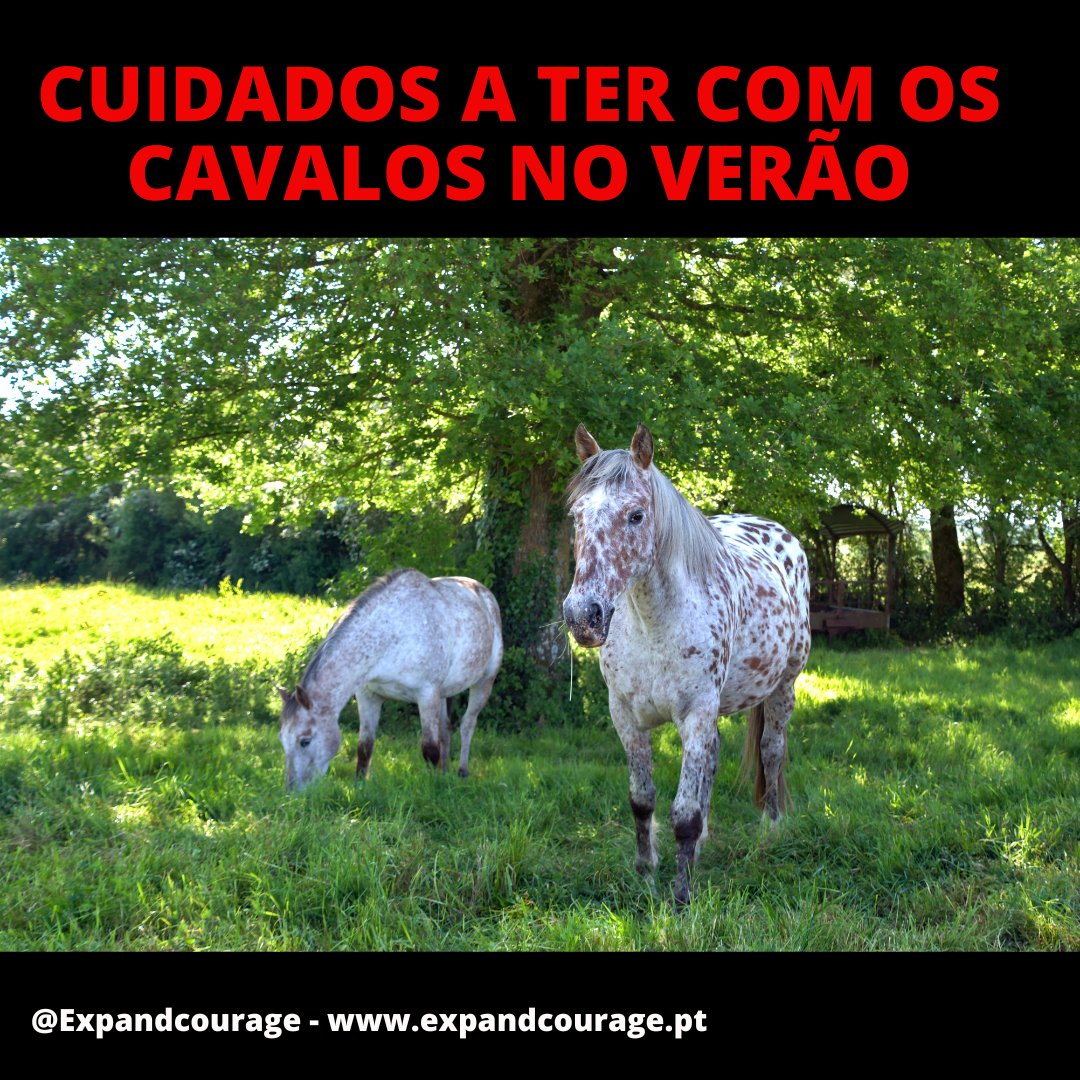 expandcourage's tweet photo. Durante o período de Verão, há algumas indicações que devem ser tidas em conta:
- Oferecer bastante água;
-Oferecer uma alimentação equilibrada;
-Evitar os picos de calor;
-Manter os equídeos em locais frescos e com sombras. 

Estes animais são muito susceptíveis a desidratações. https://t.co/uQ20I4JMrS
