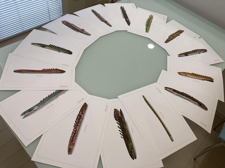 rfallax's tweet image. Polypterus A4 Poster
#ポリプテルス　#Polypterus
osakanacraft.thebase.in/categories/502…