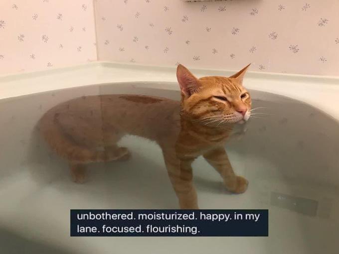 companiondish's tweet photo. me, not bothering to do spiral abyss for 3 rotations https://t.co/nkCp9ofFy8