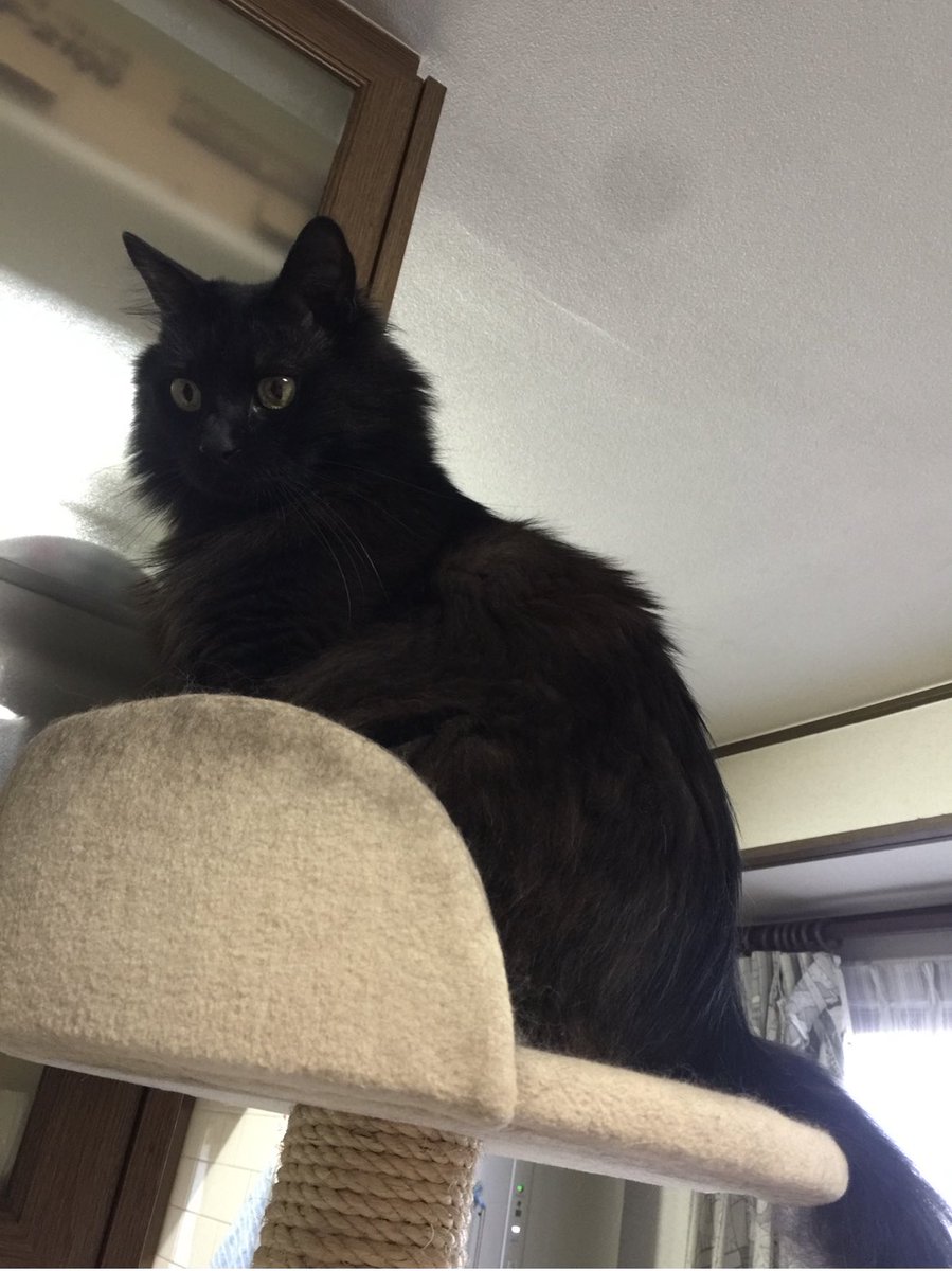 funapetsit's tweet photo. ピョルくん　Mr.Pyoru
#ねこ #ねこのいる幸せ #猫好きさんと繋がりたい #黒猫の集い #長毛
#船橋ペットシッターズ
#Cat #catlife #catlover #BlackCat #catoftwitter #chat #chatnoir #Funabashipetsitters https://t.co/ZRcrhDxU1l