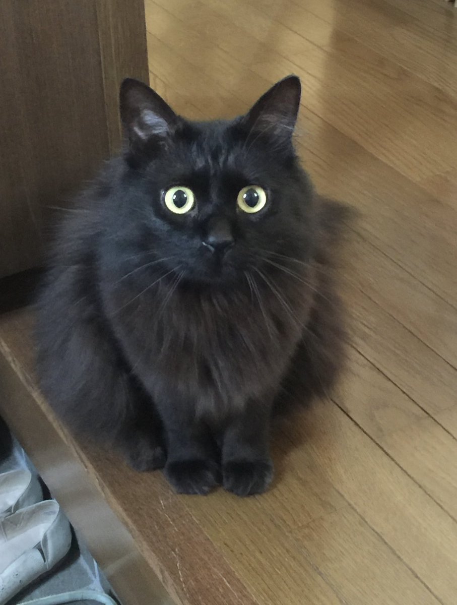 funapetsit's tweet photo. ピョルくん　Mr.Pyoru
#ねこ #ねこのいる幸せ #猫好きさんと繋がりたい #黒猫の集い #長毛
#船橋ペットシッターズ
#Cat #catlife #catlover #BlackCat #catoftwitter #chat #chatnoir #Funabashipetsitters https://t.co/ZRcrhDxU1l