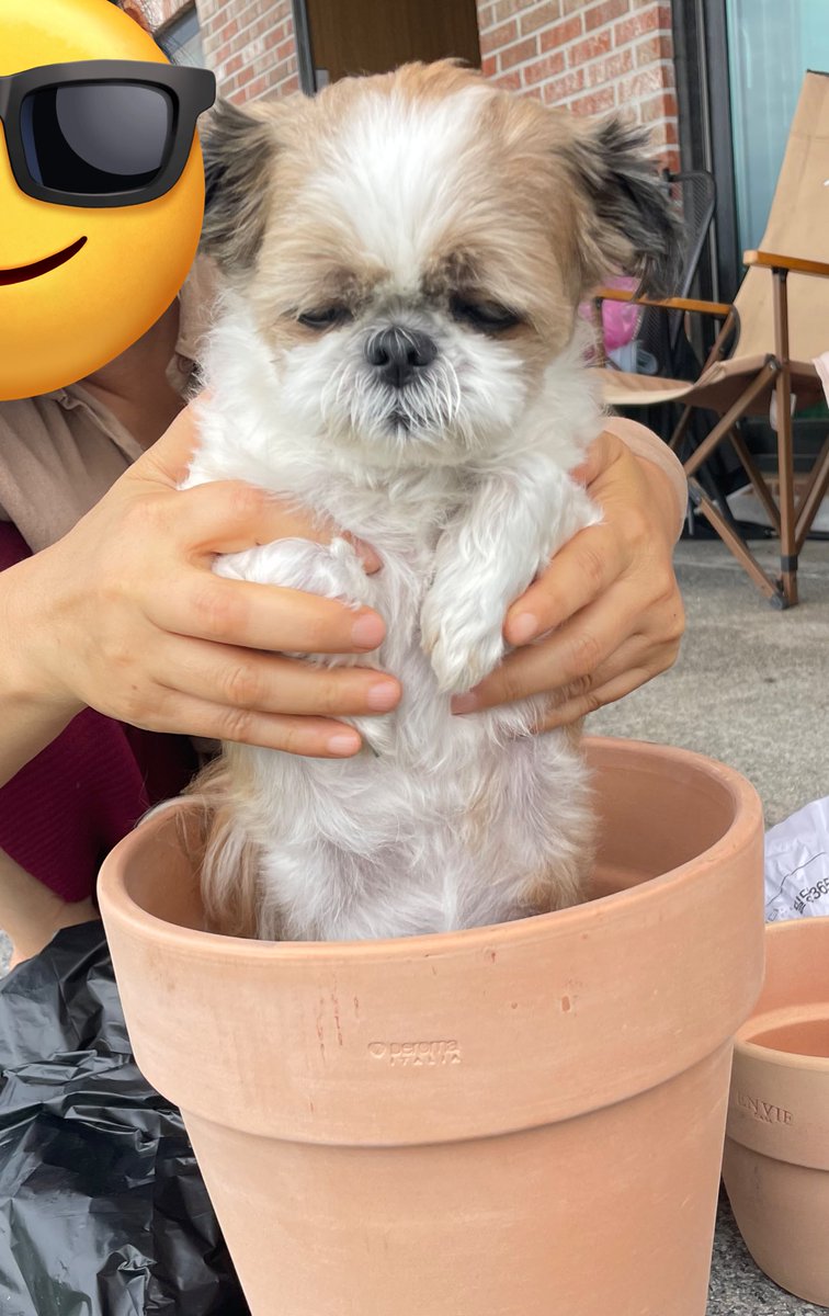 씨씨씨를 뿌리고🫘 
꼭꼭 물을 주었죠💦💦
하루밤 이틀밤 쉿쉿쉿 🌙🤫🤫🤫
뽀드득 뽀드득 뽀드득💓
조금언짢은몽룡이가나왔어요~~~~흐아앙