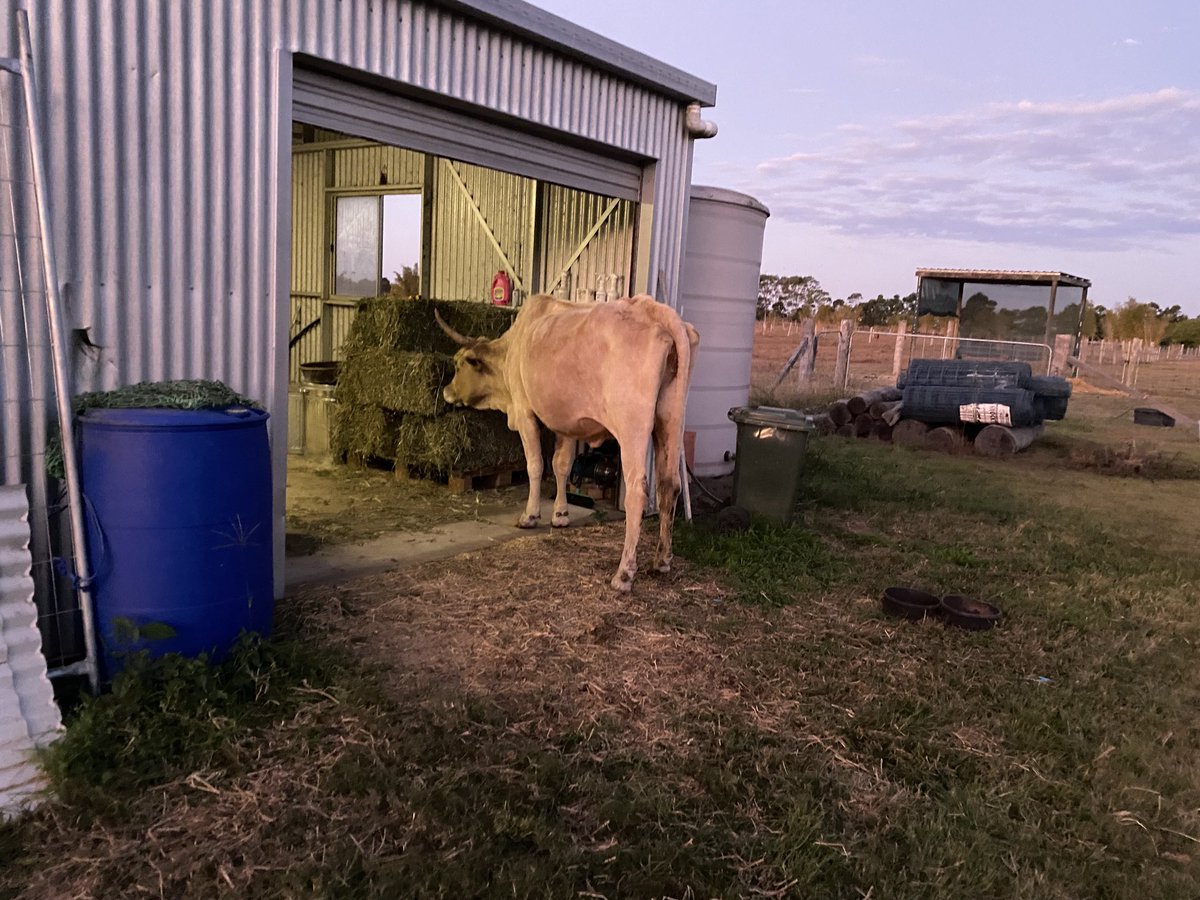 FeathersMcGee's tweet photo. ๐คจ ๐ neighbours coo #cownapped came for her daycare - back home now ๐๐ https://t.co/Ny3VjQaT7c