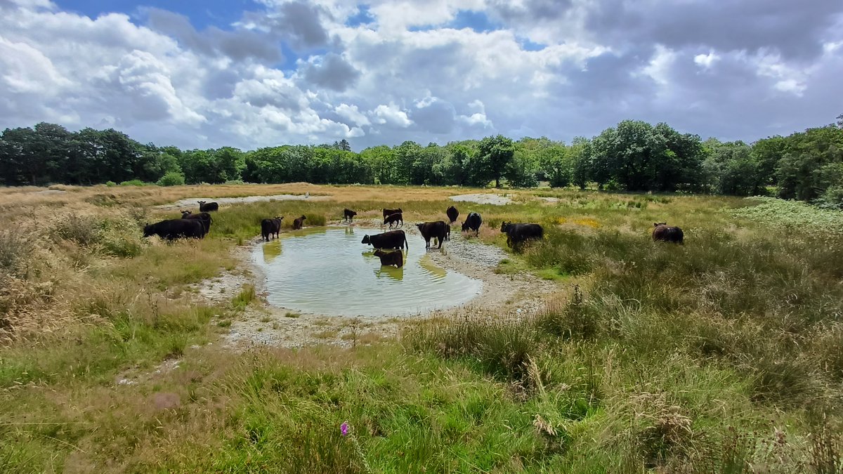 Raining again in West Wales, to the relief of the #galloways. The ponds helped us through 2 mths of almost no rain, but the land drains fast. If only their was a native species that would help create natural resilience, #beaver ing away. Ideas <a href="/gow_derek/">Derek Gow</a>? cefngarthenor.co.uk/post/where-did…