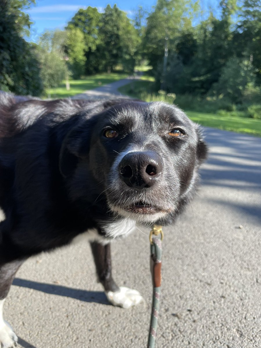 GeordieHound's tweet photo. Happy Monday! The park was quiet today so I was an extra good girl. It’s a nice day, if a bit blustery https://t.co/k9vdV6iHz8