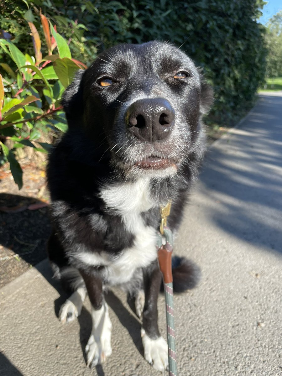 GeordieHound's tweet photo. Happy Monday! The park was quiet today so I was an extra good girl. It’s a nice day, if a bit blustery https://t.co/k9vdV6iHz8