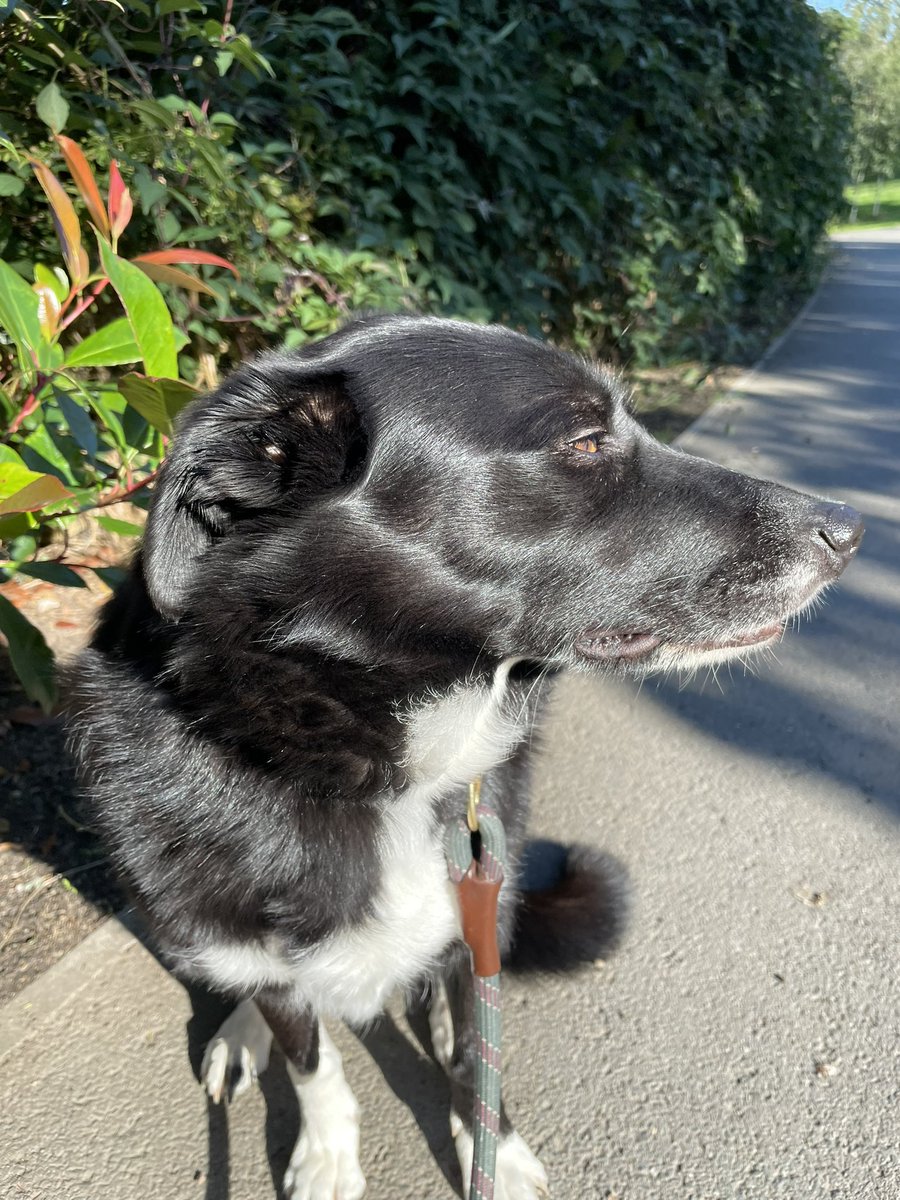 GeordieHound's tweet photo. Happy Monday! The park was quiet today so I was an extra good girl. It’s a nice day, if a bit blustery https://t.co/k9vdV6iHz8