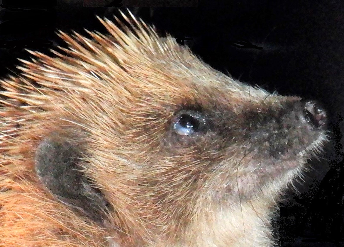 HedgehogCabin's tweet photo. Providing food in your garden will not make your visiting hedgehogs stop foraging, or become dependent.
A dish of cat food can not undo 15 million years of evolution.
What it will do is prevent starvation and boost their immune system, enabling them to better fight infection.