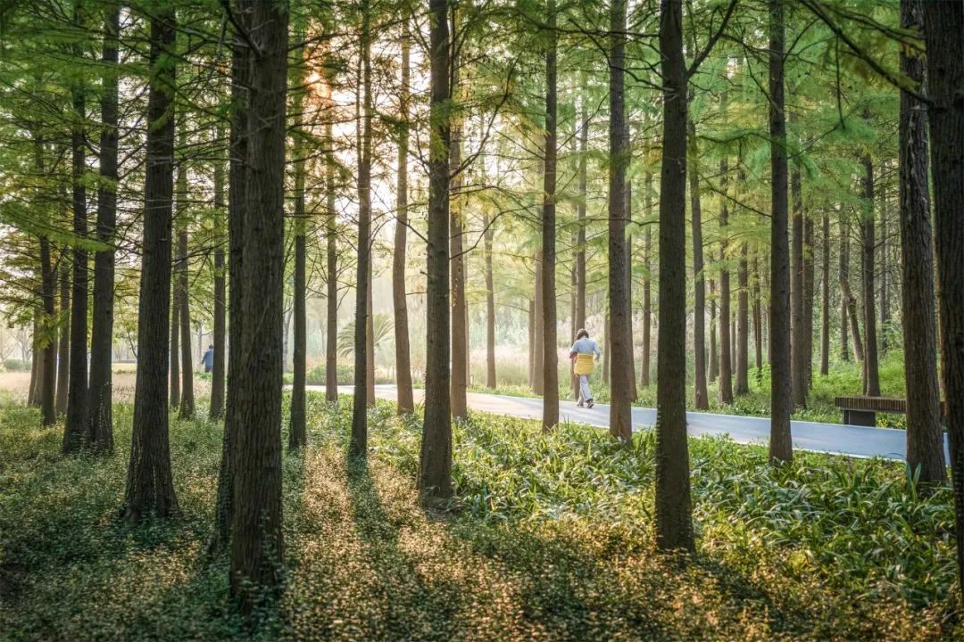 Kunshan_China's tweet photo. Taking a city walk is popular among young people in China❤️‍🔥❤️‍🔥! Stroll the streets &amp; parks to learn about the urban life &amp; culture of the city🥰🥰. #Kunshan is a hot and pleasing destination✨ to have a city walk. Pay a visit this summer👍👍! #VisitKunshan https://t.co/EXF0Sf4odu