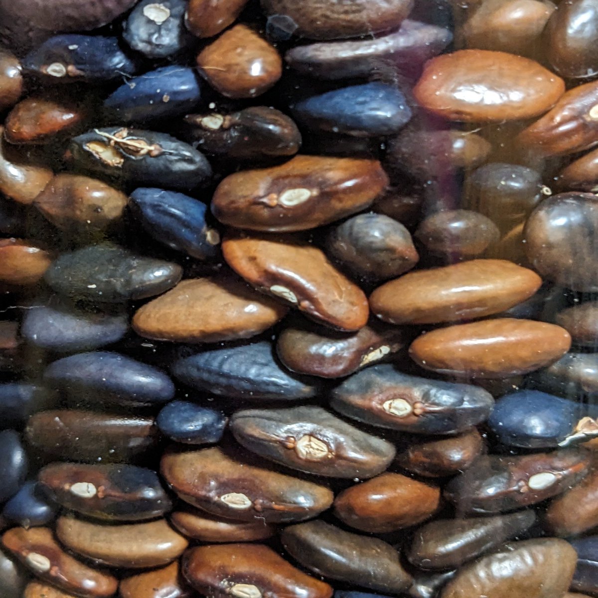 thebiologistisn's tweet photo. Some of the oldest blue beans I have, even from 2018, still hold their color well. They have very little of the proanthocyanidins that oxidize brown over time in many/most beans.
The other blue varieties I've seen since then all turn brown in storage.
#BlueBeanProject https://t.co/cpvMmZWYOV