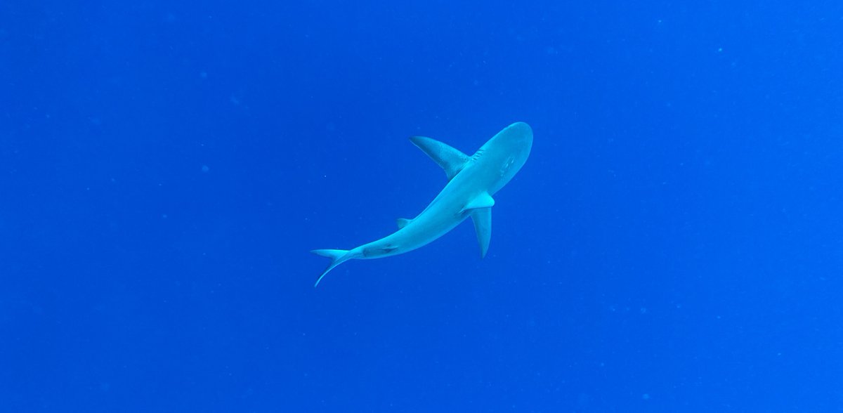 Divebooker.com tweet media