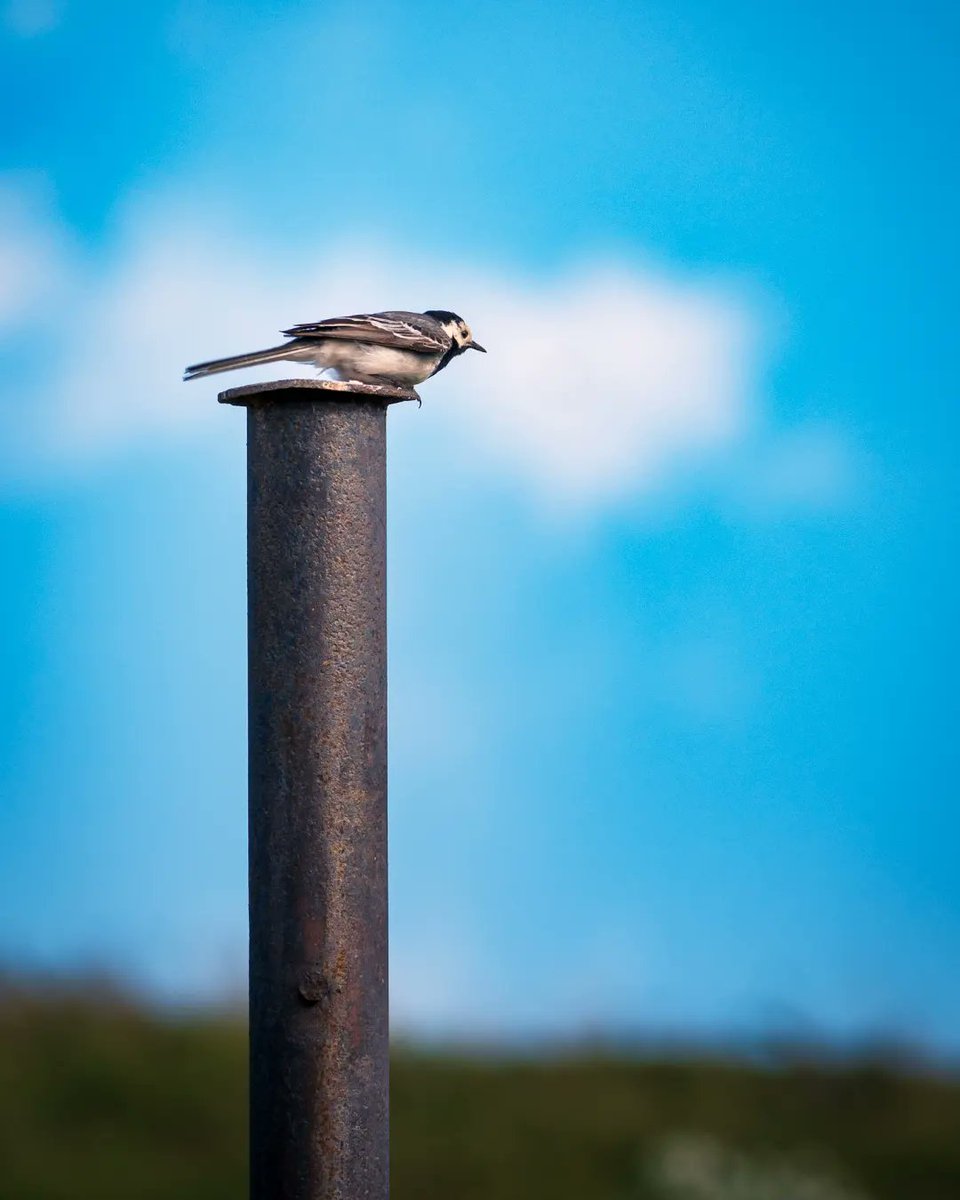 Petit dessin inspiré d'une photo prise hier