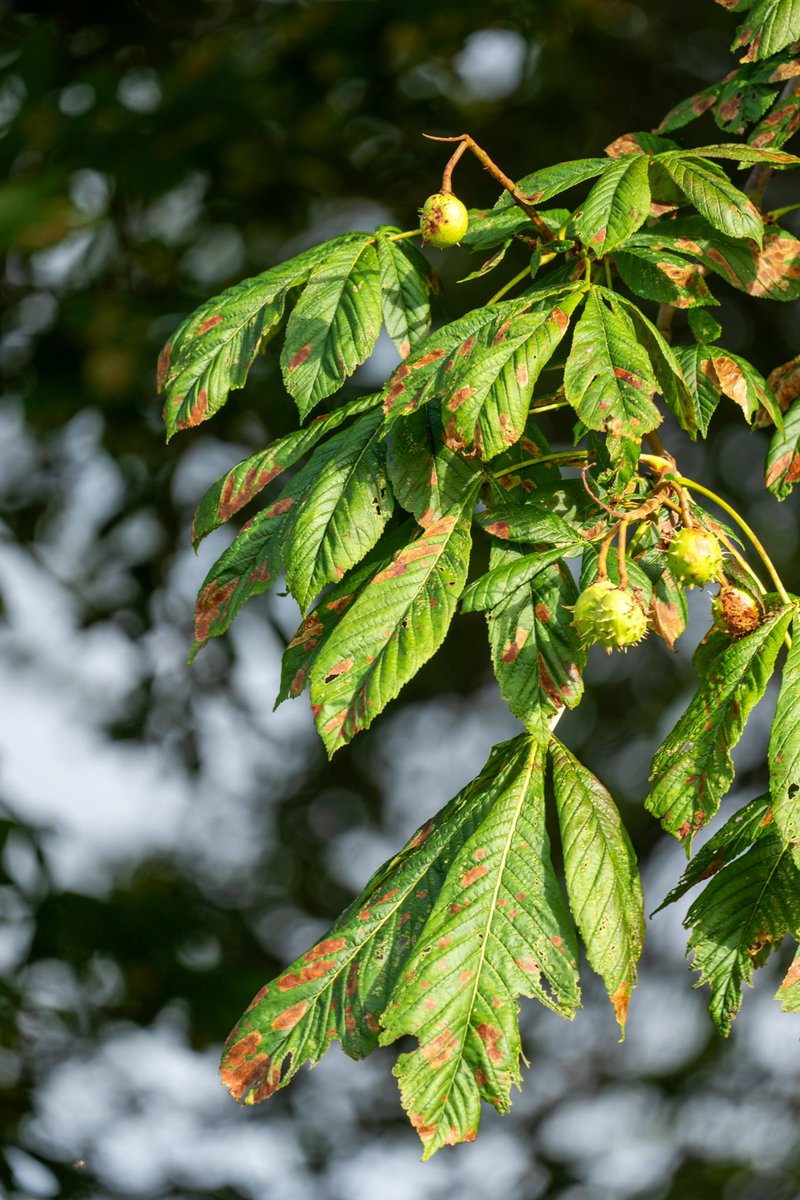 willwalking's tweet image. The season of (now furtive?) playground combat with horse chestnuts is almost upon us…

If I meet you on the path, will you accept the challenge? 

Never too old for #conkers…