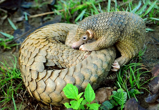 mplsoxford's tweet photo. ICYMI: A study led by @OxfordBiology found that the regulating global agreement doesn't cover two-fifths of species likely to be threatened by wildlife trade.

These include 370 Critically Endangered or Endangered species on the IUCN Red List.

👉 Details: https://t.co/JCo5UvRCbQ https://t.co/6yDyAzuGSv