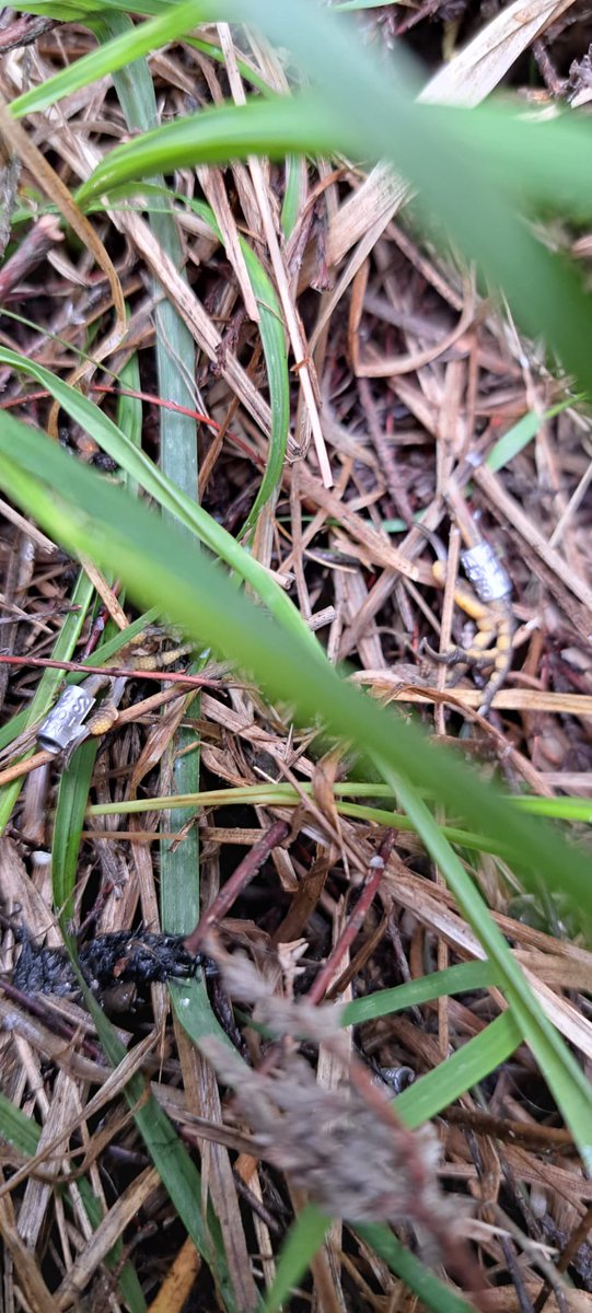West Midlands Ringing Group tweet media