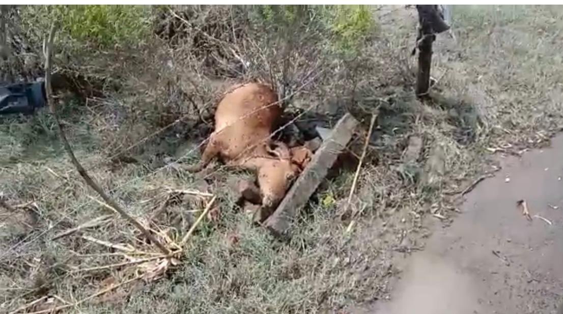 slimmingsaga's tweet photo. It is disheartening and inhumane to witness how we, as a society, have turned our backs on these innocent creatures in their time of need.The recent events surrounding the abandonment and subsequent death of numerous cows have shaken us to our core.  @myogiadityanath https://t.co/yAs7CYDUKR