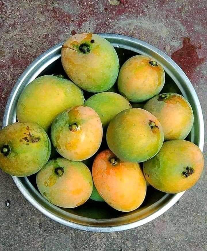 prezzo_t's tweet photo. Slightly organic food reaped from a backyard in western Equatoria. 
#farmingfirst #SSOT https://t.co/7lZuKl1gzo