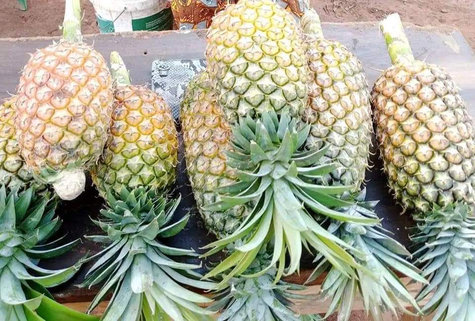 prezzo_t's tweet photo. Slightly organic food reaped from a backyard in western Equatoria. 
#farmingfirst #SSOT https://t.co/7lZuKl1gzo