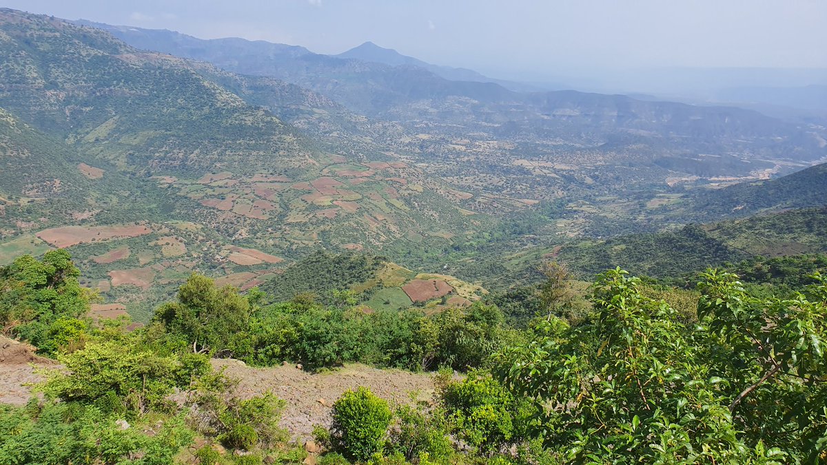 SamuelUKurke's tweet photo. #2ndRound #GreenLegacyEthiopia https://t.co/tTiaQxZ3x6