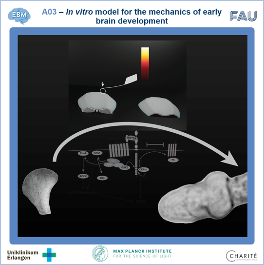 ExploringBrainMechanics tweet media