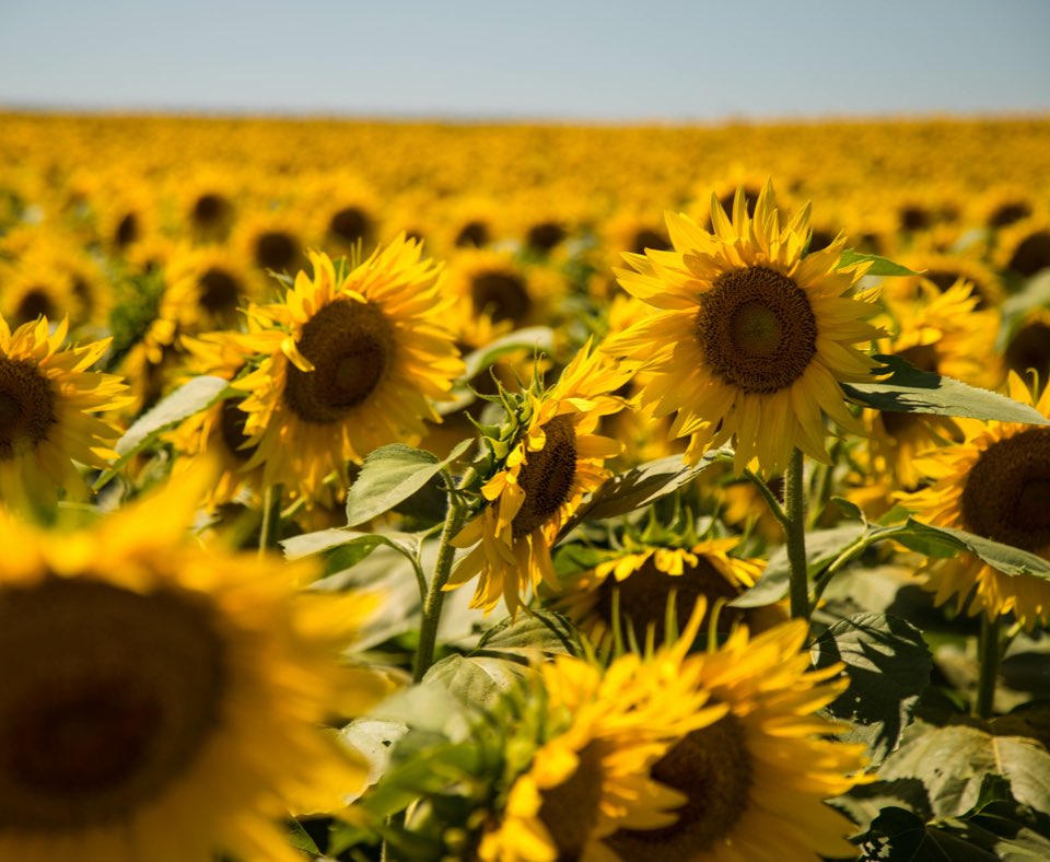 17-7-2014 🌻 17-7-2023