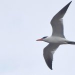Photo by Notts Birdwatchers (@NottsBirders)