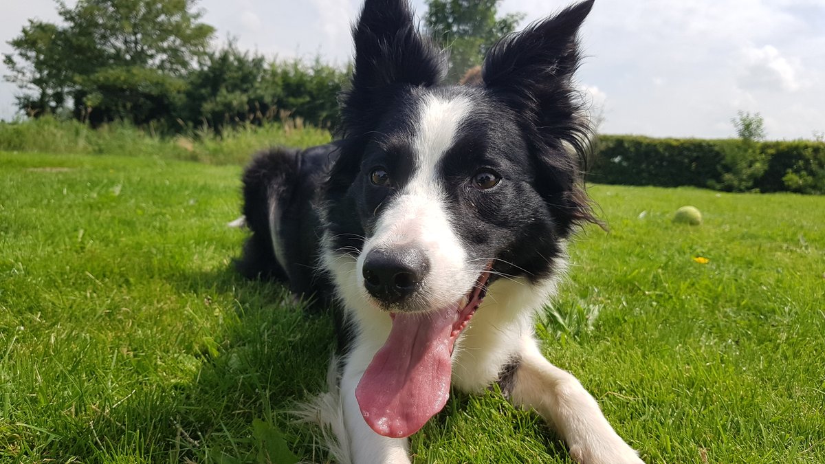 workingsheepdog's tweet photo. Happy 5th Birthday Ambalika!! <3 <3

#BhishmRTW2020
#BorderCollie
#BorderColliesofInstagram
#Servicedog
#ServicedogsofInstagram
#Airport
#Gym
#Aww
#GoodGirl
#GoodBoy
#FitGirls
#BestBoy https://t.co/jAuIVxWF9g