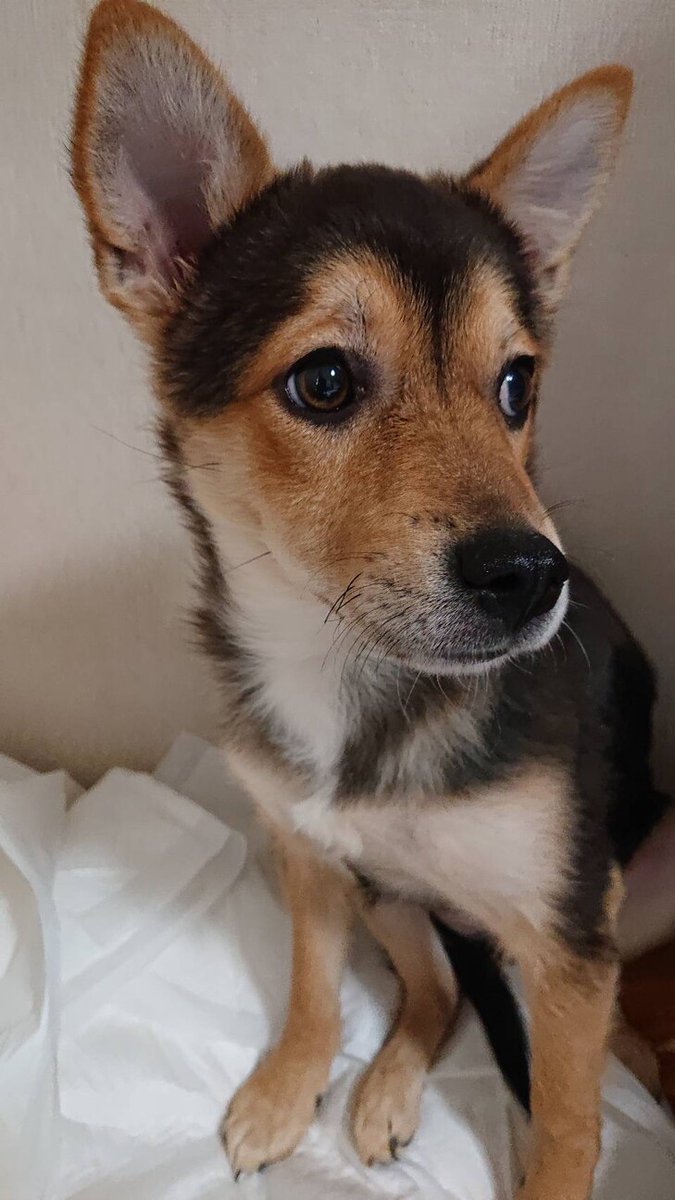 栃木県里親募集動物情報 on Twitter "【里親募集】「可愛い女の子」栃木県 犬の里親募集(455782) ペットのお