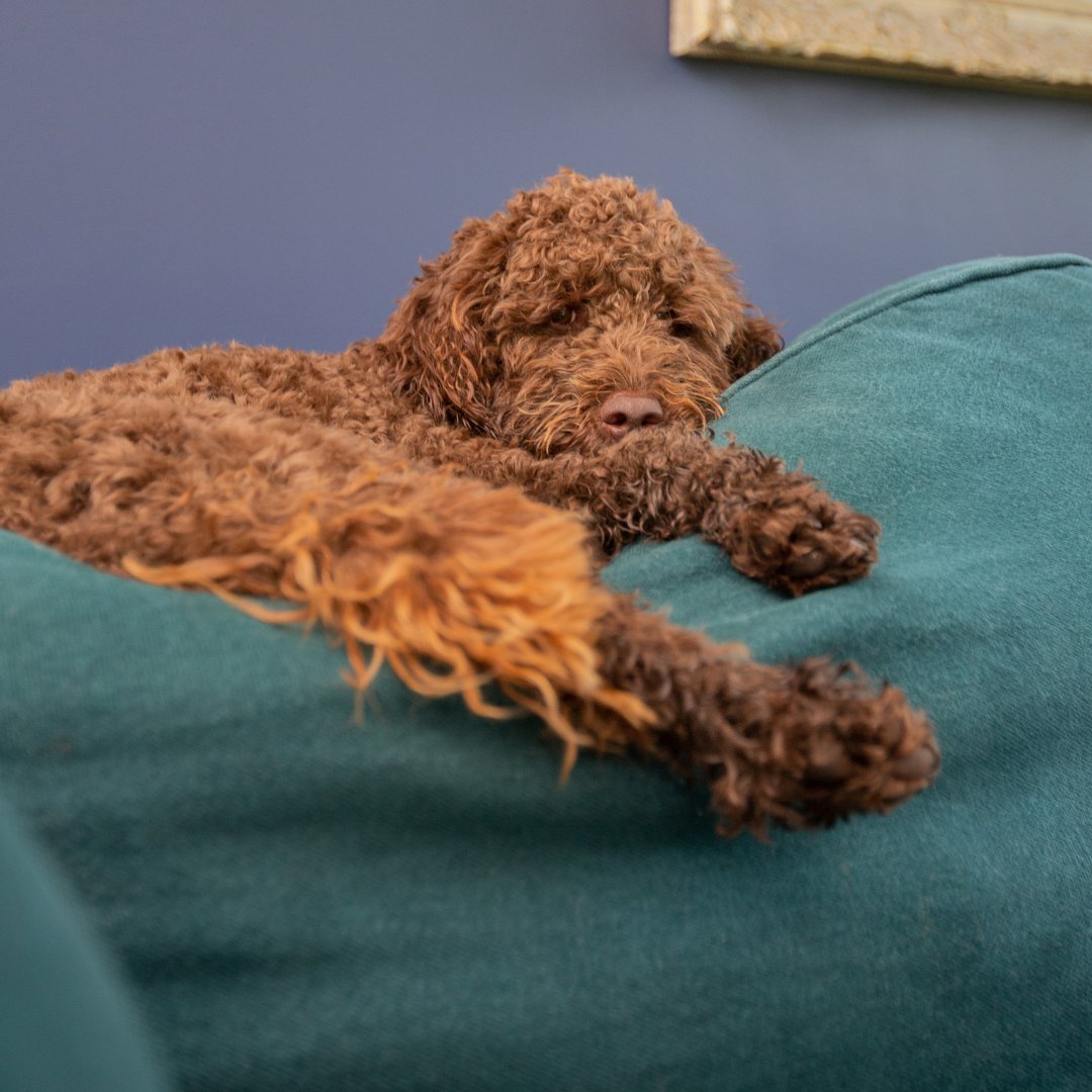 One of the best things about owning Maker&amp;Son furniture and having pets (or little ones) is you don't have to worry about smells and dirty paw marks. 

Our covers are totally removable, making it easy to keep them fresh and clean. Just pop them off and give them a quick wash.