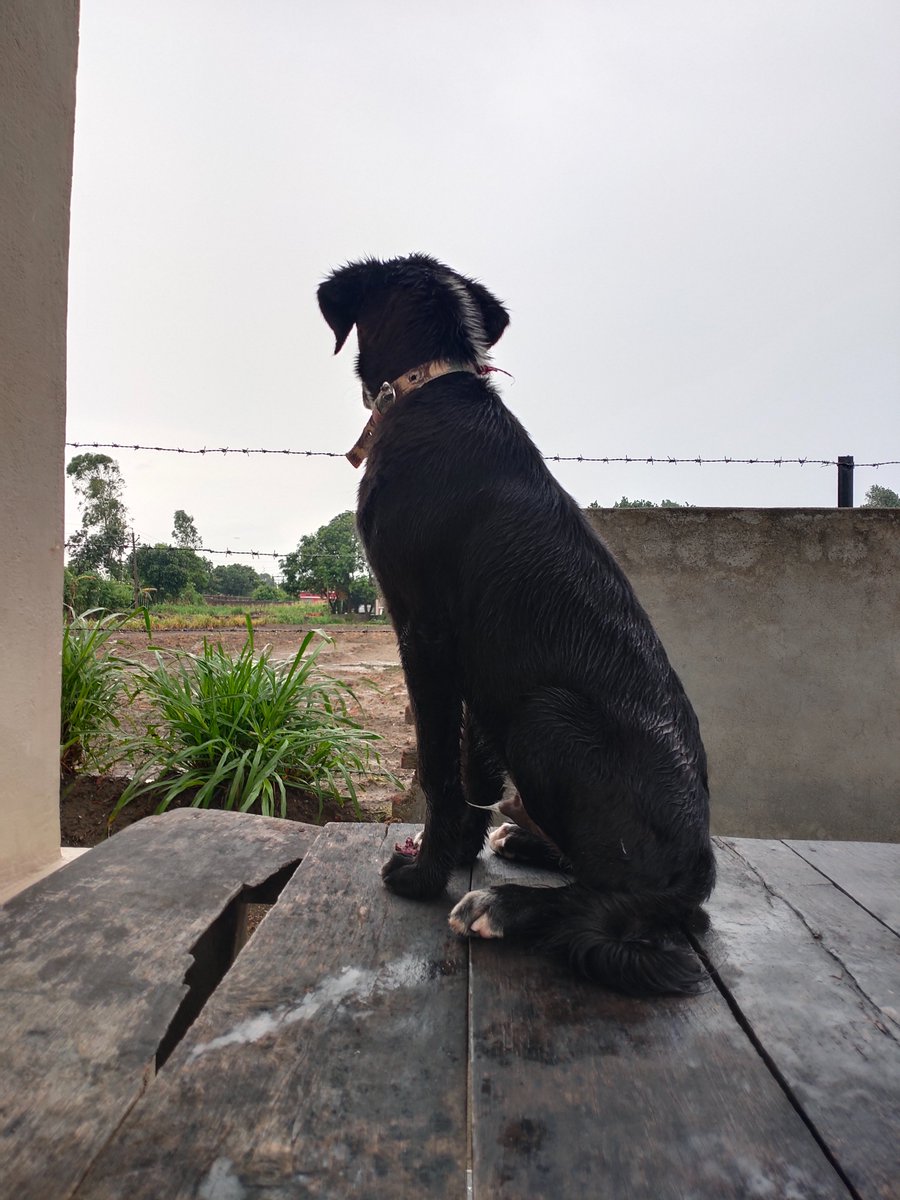 priyapth380's tweet image. &quot;Embrace the monsoon&apos;s joys, for within lies the belief that it shall pass, just like the arduous expedition of a PhD.&quot;🐶😎
#phdvoice #phdlife #phdthoughts #phdchats  #phdworld #appreciating #monsoon #with #my #furry #friend...