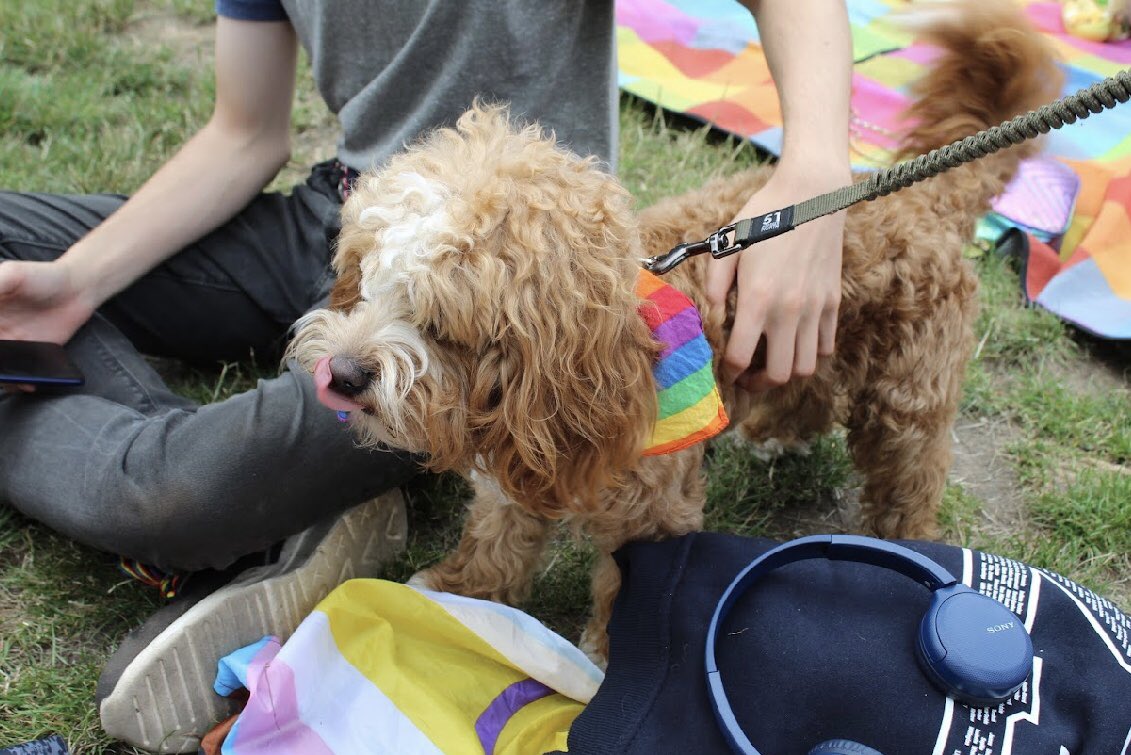Post-Pride picnic 🧺 in the park 🌺🏳️‍🌈 We organised a picnic with @MertonPlus and <a href="/TheForumSutton1/">Sutton LGBTQ+ Forum</a> 😍 Temporary pride tattoos, great music, food, amazing people, sunshine and Pippin the dog 🥹 Thank you to everyone who came!
