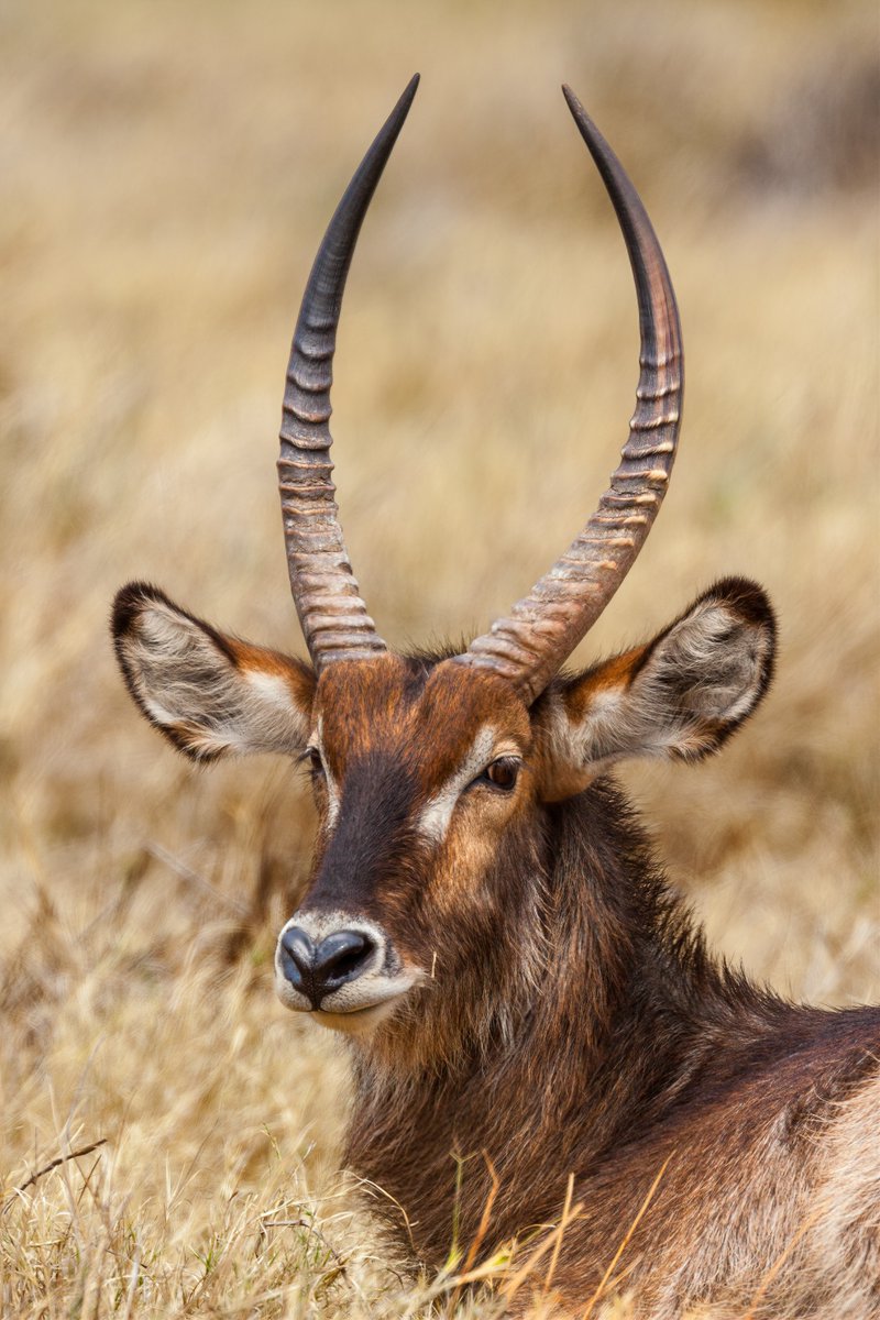 IUCN SSC Antelope Specialist Group tweet media