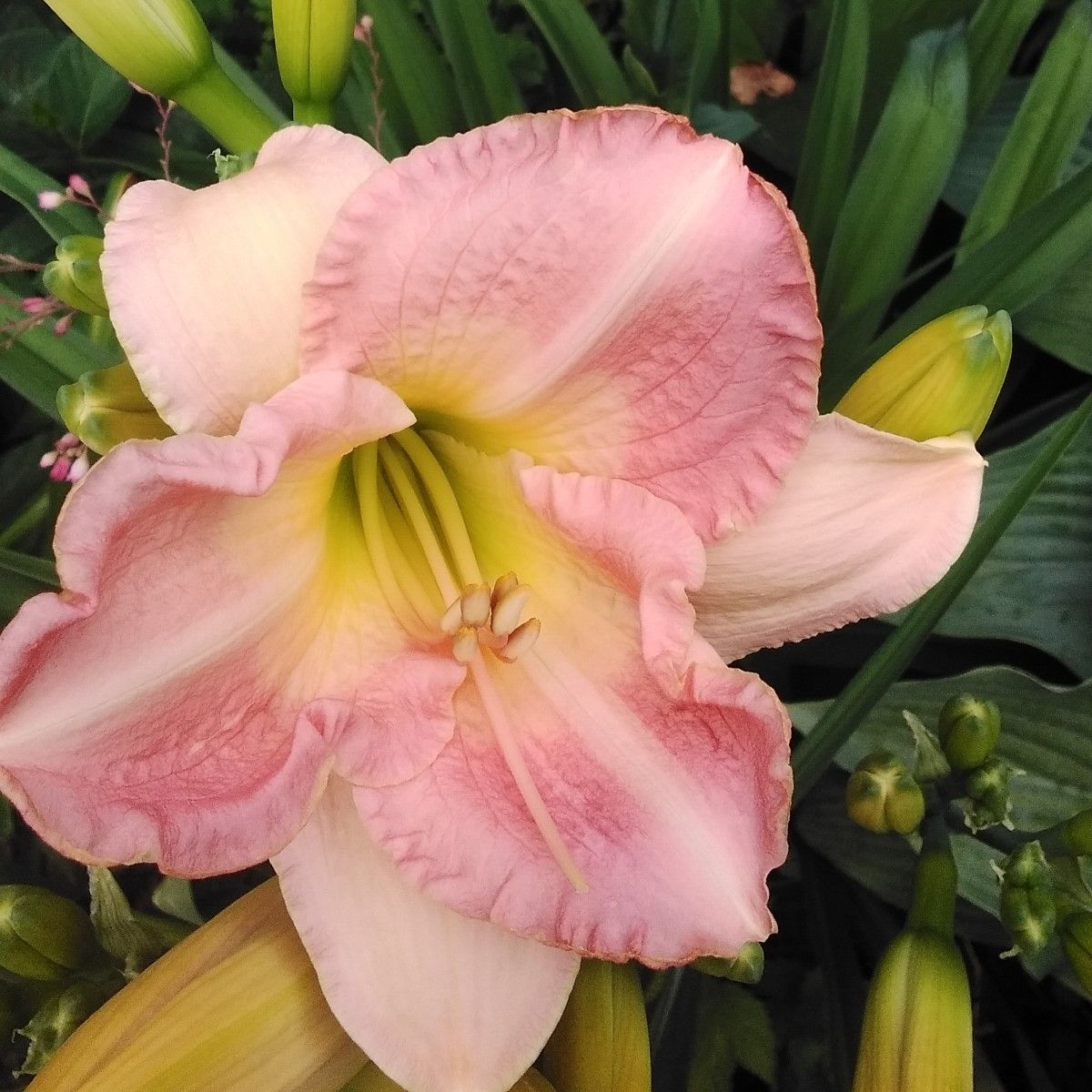 "If people sat outside and looked at the stars each night, I bet they'd live a lot differently." ~ Bill Watterson conta.cc/3DiJG6u